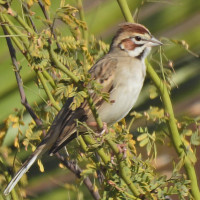 Lark Sparrow